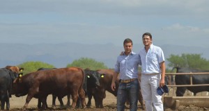 En su 7° remate anual, Cabaña La Euge pone a la venta 122 toros y 30 vaquillonas preñadas