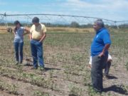El norte puntano sigue a la espera de una barrera fija contra el Picudo del Algodonero