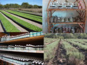 Jornada en Merlo sobre producción y puesta en valor de plantas aromáticas y medicinales