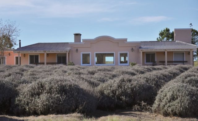 campo_lavanda3_x800x600x