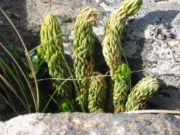 Cola de quirquincho: encuentran propiedades neuroprotectoras de una planta afrodisíaca