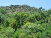 San Luis actualiza el ordenamiento territorial de 3,2 millones de hectáreas de bosques nativos
