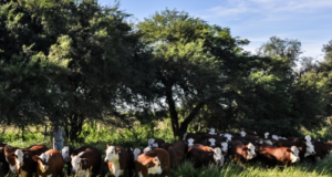 Bovinos: recomendaciones para minimizar los efectos del calor
