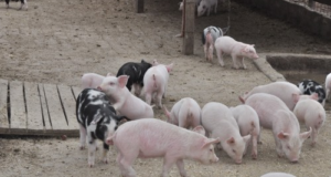 El consumo de carne de cerdo subió a 13 kilos por habitante durante el año pasado