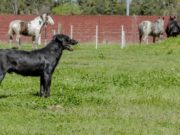Recomendaciones para prevenir la Leishmaniasis visceral canina