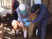 Simplificación normativa: el Senasa unificó sus registros de veterinarios y técnicos