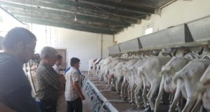 San Luis: un importante tambo caprino servirá de referencia para agricultores familiares