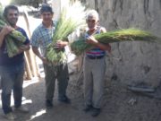 La comunidad Huarpe de San Luis almacena materia prima del monte nativo