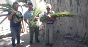 La comunidad Huarpe de San Luis almacena materia prima del monte nativo