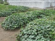 Nuevos ensayos con tres cultivares en San Luis renuevan las opciones de batata