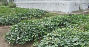 Nuevos ensayos con tres cultivares en San Luis renuevan las opciones de batata