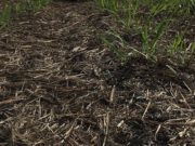 Buscan producir biohidrógeno a partir de residuos agrícolas
