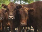 Hasta el 31 de marzo quienes comercializan a la UE deben validar las caravanas de sus animales