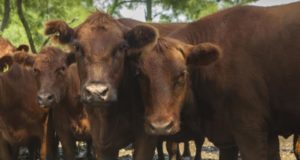 Hasta el 31 de marzo quienes comercializan a la UE deben validar las caravanas de sus animales