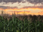 El cambio del clima deja huella en la agricultura