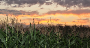 El cambio del clima deja huella en la agricultura