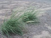 Nuevos ensayos en San Luis para controlar la cortadera chica con herbicidas sistémicos