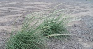 Nuevos ensayos en San Luis para controlar la cortadera chica con herbicidas sistémicos