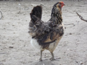 Casi extinguida, recuperan gallina de huevos azules y verdes