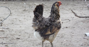 Casi extinguida, recuperan gallina de huevos azules y verdes