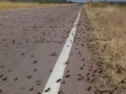 Aseguran que en San Luis no se identificaron zonas afectadas por ataques de langostas