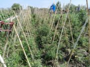 San Luis: curso en Suyuque sobre el uso estratégico del agua para pequeñas producciones