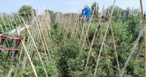 San Luis: curso en Suyuque sobre el uso estratégico del agua para pequeñas producciones