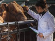 Unifican procedimientos para la acreditación y el registro de veterinarios y técnicos