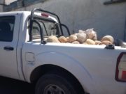 Prohíben la venta de productos lácteos en establecimientos de la región pampeana