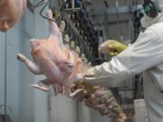 Preparativos para implementar un sistema electrónico de faena en aves