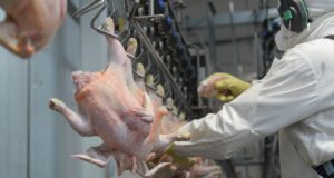 Preparativos para implementar un sistema electrónico de faena en aves