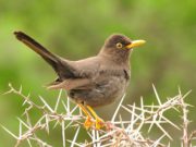 Villa de Merlo: un censo de aves para mejorar su valoración en la población urbana