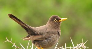 Villa de Merlo: un censo de aves para mejorar su valoración en la población urbana