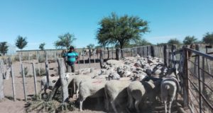 Ley ovina: entregaron materiales y reproductores en el sur de San Luis