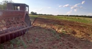Desarrollan experiencia en Villa Mercedes para alimentación de cerdas gestantes