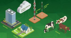 Collar inteligente: desarrollaron un nuevo sistema para ganadería de precisión