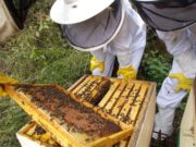 Apicultores de Traslasierra están en alerta por una gran mortandad de abejas