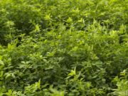 Senasa constató la destrucción de 147 hectáreas de alfalfa transgénica ilegal
