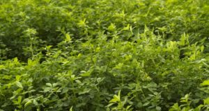 Senasa constató la destrucción de 147 hectáreas de alfalfa transgénica ilegal
