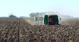 San Luis: la cosecha de girasol tiene un avance del 20% y un rinde promedio de 18,8 qq