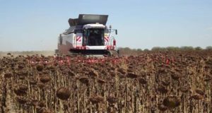 En San Luis ya cosecharon el 80% del girasol y el rinde promedio se mantiene en 18,8 qq