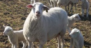 PampINTA hace punta en la ganadería ovina nacional