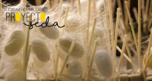 Proyecto Seda: una iniciativa para mejorar la calidad de vida