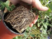 Soporte para las plantas: un sustrato con la calidad del INTA llega al mercado