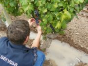 Los productores de vid deben efectuar la cosecha en forma completa
