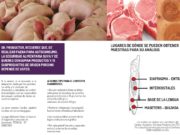Prevención de Triquinosis: recomendaciones en San Luis para productores porcinos
