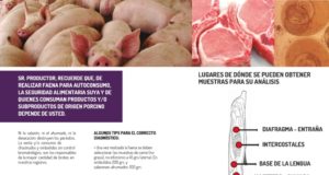 Prevención de Triquinosis: recomendaciones en San Luis para productores porcinos