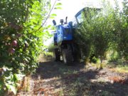 New Holland realiza con éxito la primera cosecha mecanizada de ciruelos en Chile