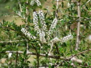 Caracterizaron aromáticas y medicinales de la flora nativa del noreste de San Luis