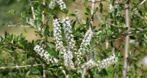 Caracterizaron aromáticas y medicinales de la flora nativa del noreste de San Luis